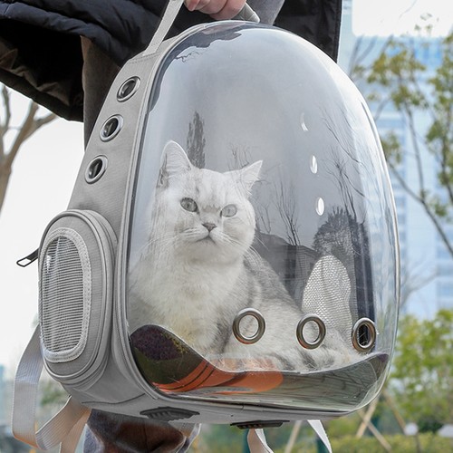Transparent pet cat - transparent,
